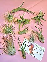 Vista 20 de 4 Live Air Plants, Hand Selected Assorted Variety of Species, Tropical Houseplants for Home Décor and DIY Terrariums (4-Pack)