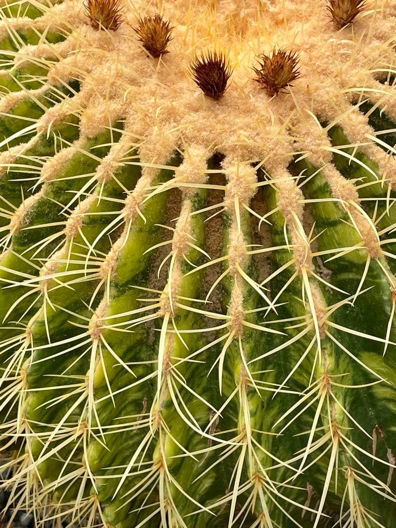Amazon｜金鯱錦 種子 100+α粒 サボテン3｜観葉植物 オンライン通販