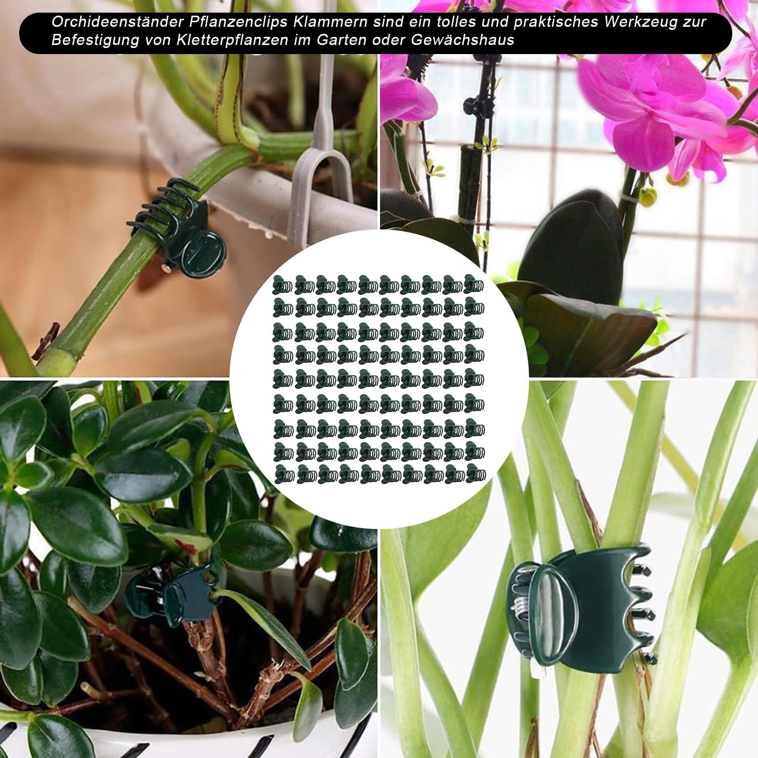 100 sztuk wytrzymałych klipsów do storczyków – rozkładane 180° bez łamania | Tworzywo sztuczne zapewnia stabilne trzymanie storczyków Phalaenopsis dla ich prawidłowego wzrostu – ciemnozielony