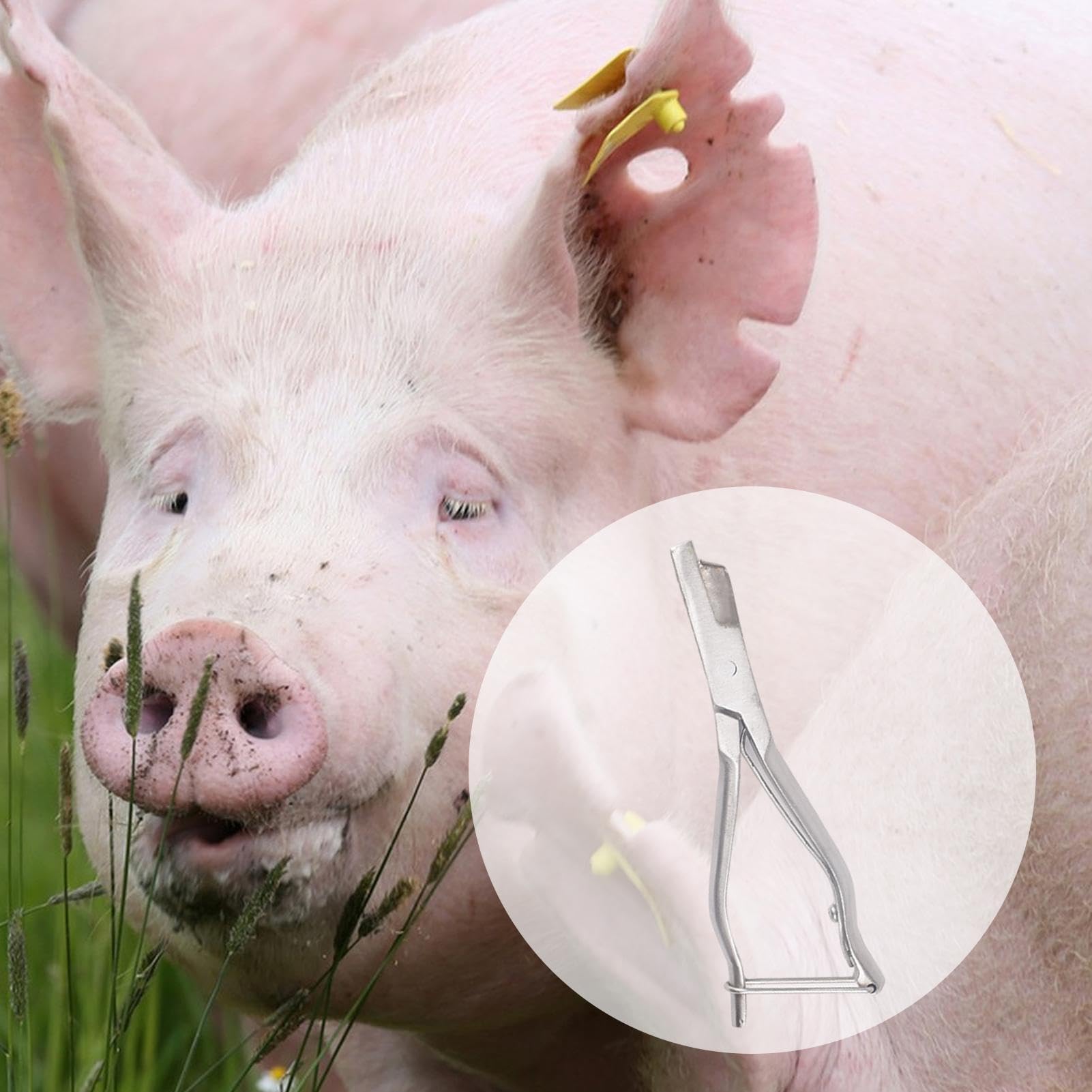 Pinze per marchi auricolari per animali, pinze per marchi auricolari in acciaio inossidabile | Pinza per marcatura agricola suina per marcatura suina - Pinza con impugnatura ergonomica Animal Instrume