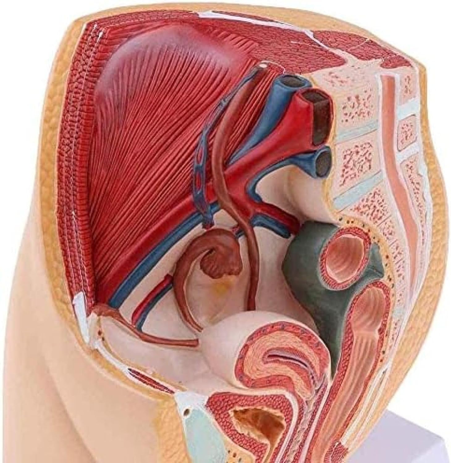 Model Anatomiczny Undr, Strzałkowy Model Miednicy, Przekrój Miednicy Kobiety, Do Celów Dydaktycznych