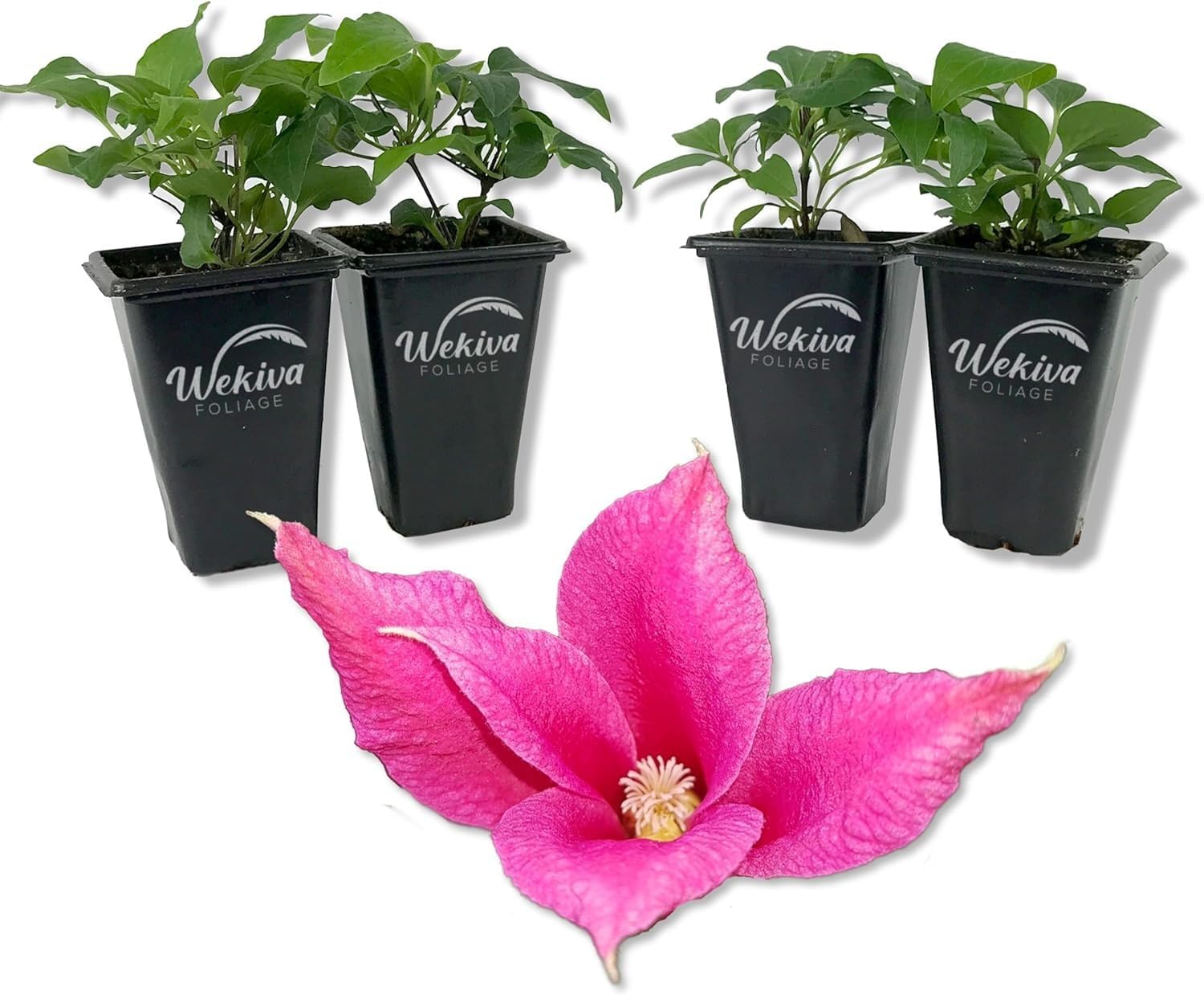 Clematis Princess Diana - 2 Live Starter Plants - Beautiful Graceful Bell Shaped Pink Flowering Vine