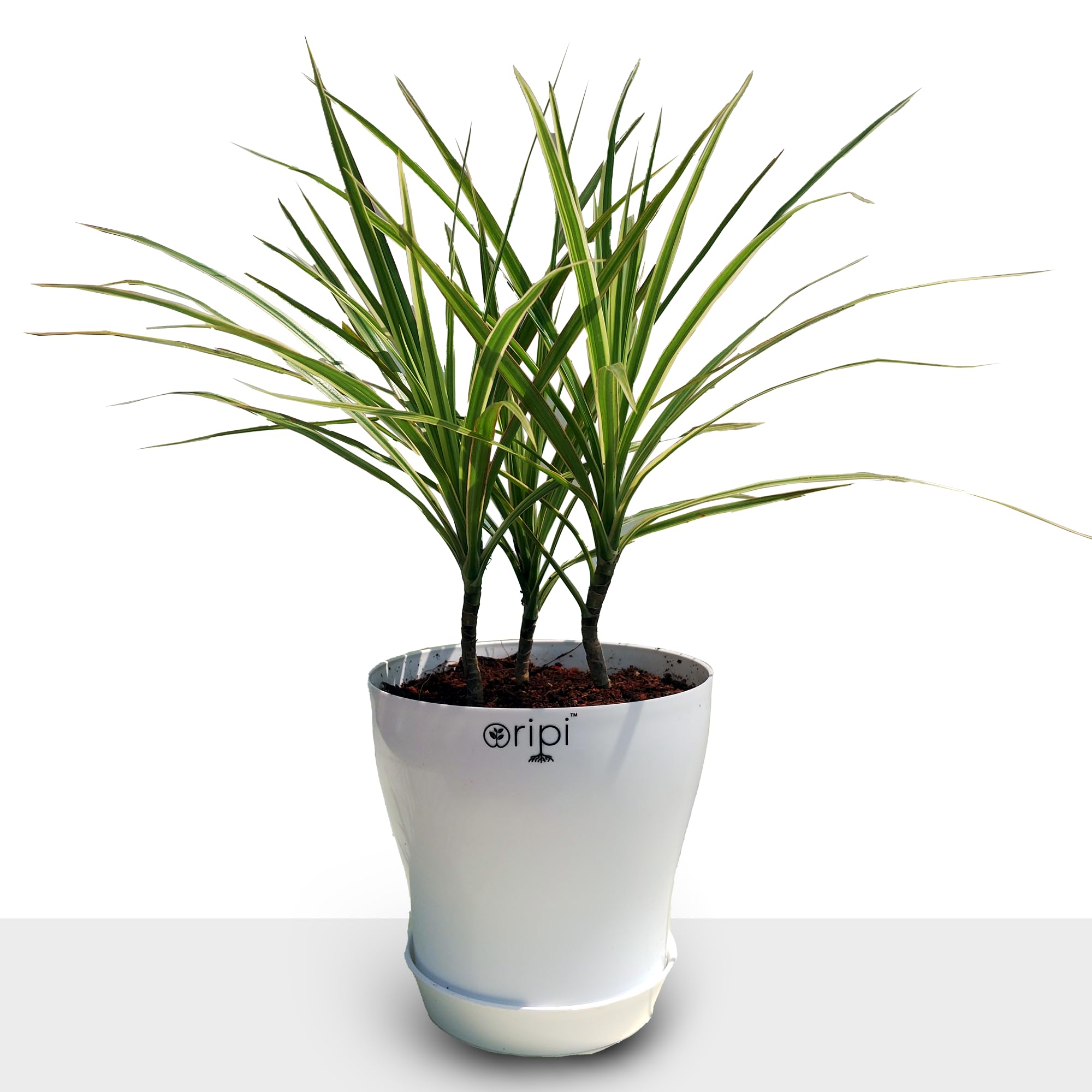 ORIPI Dracaena Angustifolia Live Plant in 6-Inch Decorative Pot - Dragon  Tree Indoor Air Purifying Foliage Easy Care : Amazon.in: Garden & Outdoors