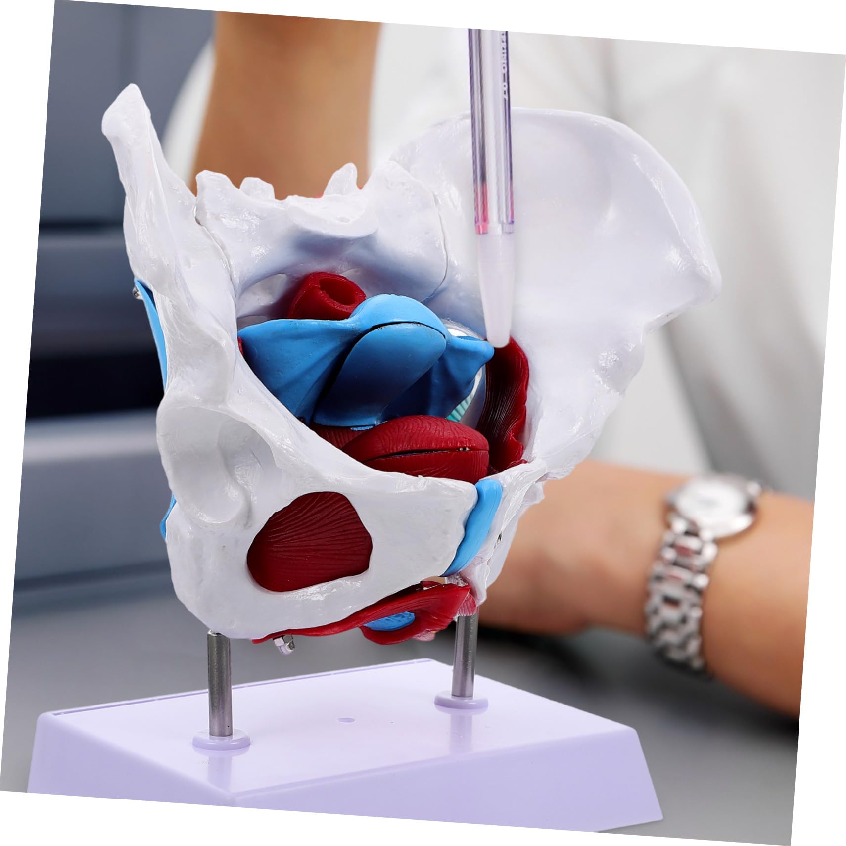HEALLILY Modello Anatomico Pelvico Femminile in PVC Facile da Usare Design Portatile per Insegnamento e Scuole di Studio Sanitario