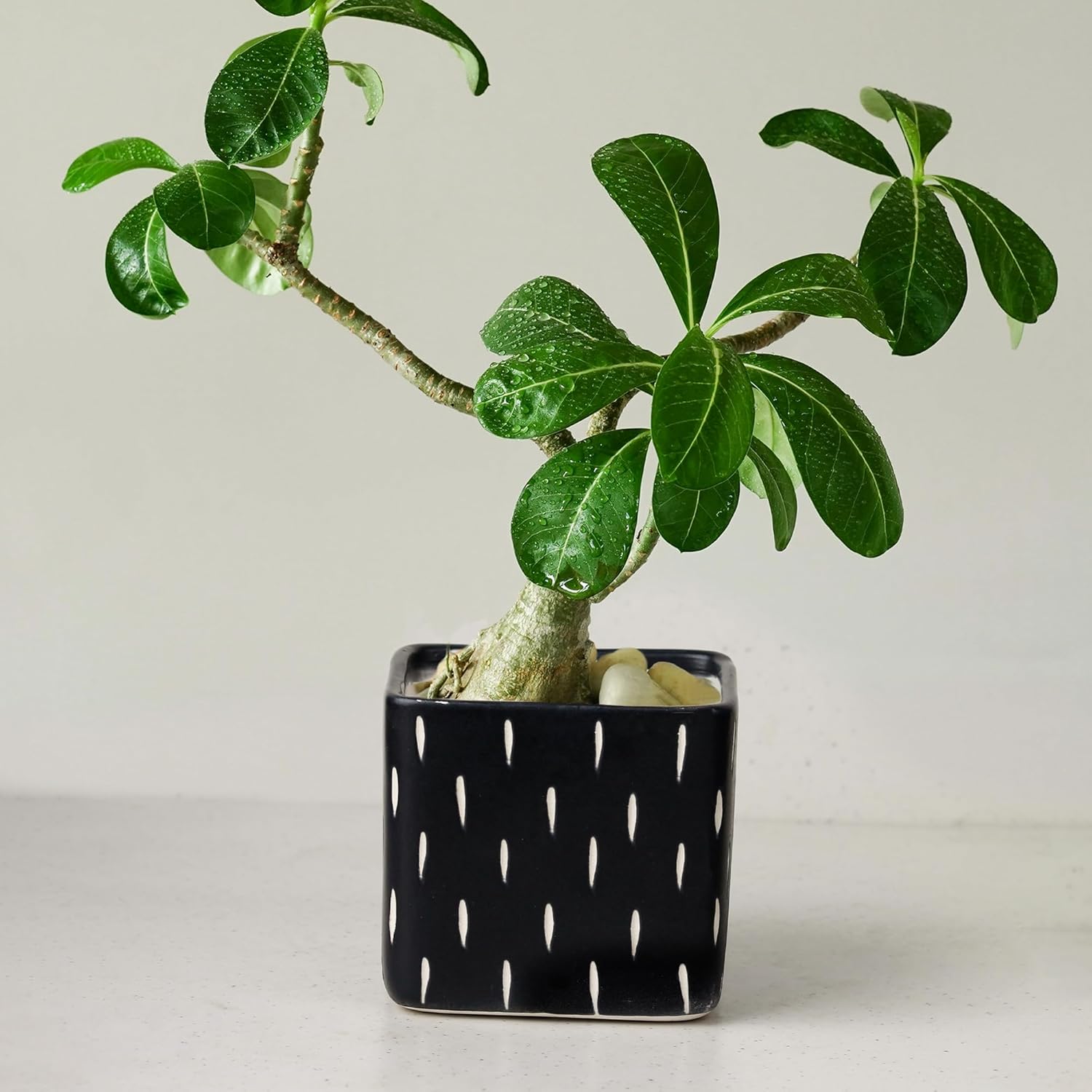 Medhini by Earth Store 3.7 Inch Dash Black Square Ceramic Planter for Living Room Indoor Outdoor Plants, Garden, Balcony, Home Decor Flower Pot Set of 1 (Plants Not Included) 4 71bfXhtSE5L. SL1500