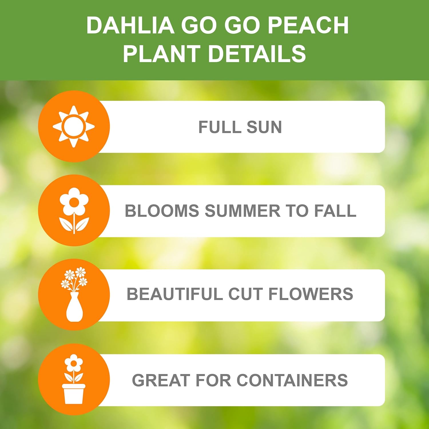 Garden State Bulb Go-Go Peach Dahlia Flower Bulbs, Bare Roots, Spring Planting (Bag of 4)