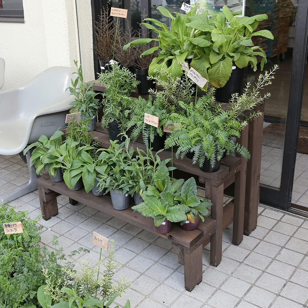 大輪バラ苗 ミックス 6鉢セット 大輪バラ苗 ミックス 6鉢セット