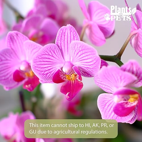 Miniatura 2 de Planta de orquídea viva morada prémium que florece en maceta de orquídeas azules y blancas de 3.5 pulgadas, plantas vivas, regalos de plantas de