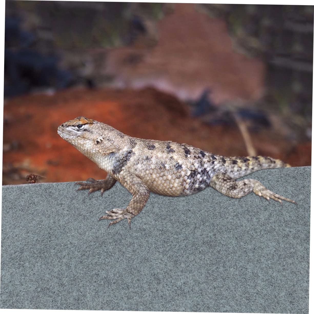 Milisten 2pezzi Tappetino per Rettili Liner per Terrario Materiale di qualità Facile da Pulire per Tartarughe e Lucertole Protezione Sicura e Comoda per Habitat Reptilian