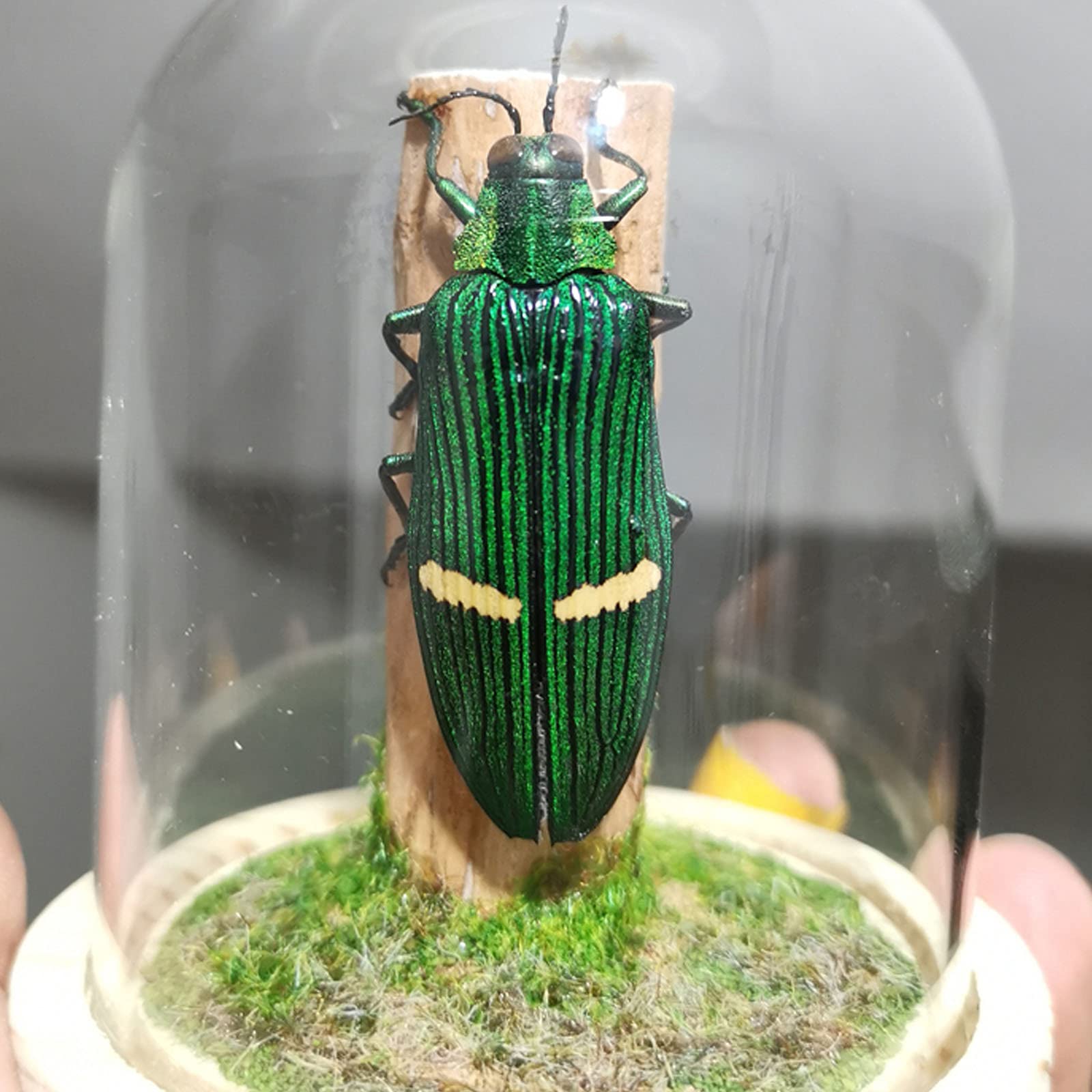 Amazon.co.jp: 昆虫標本、カブトムシ標本、本物の昆虫標本