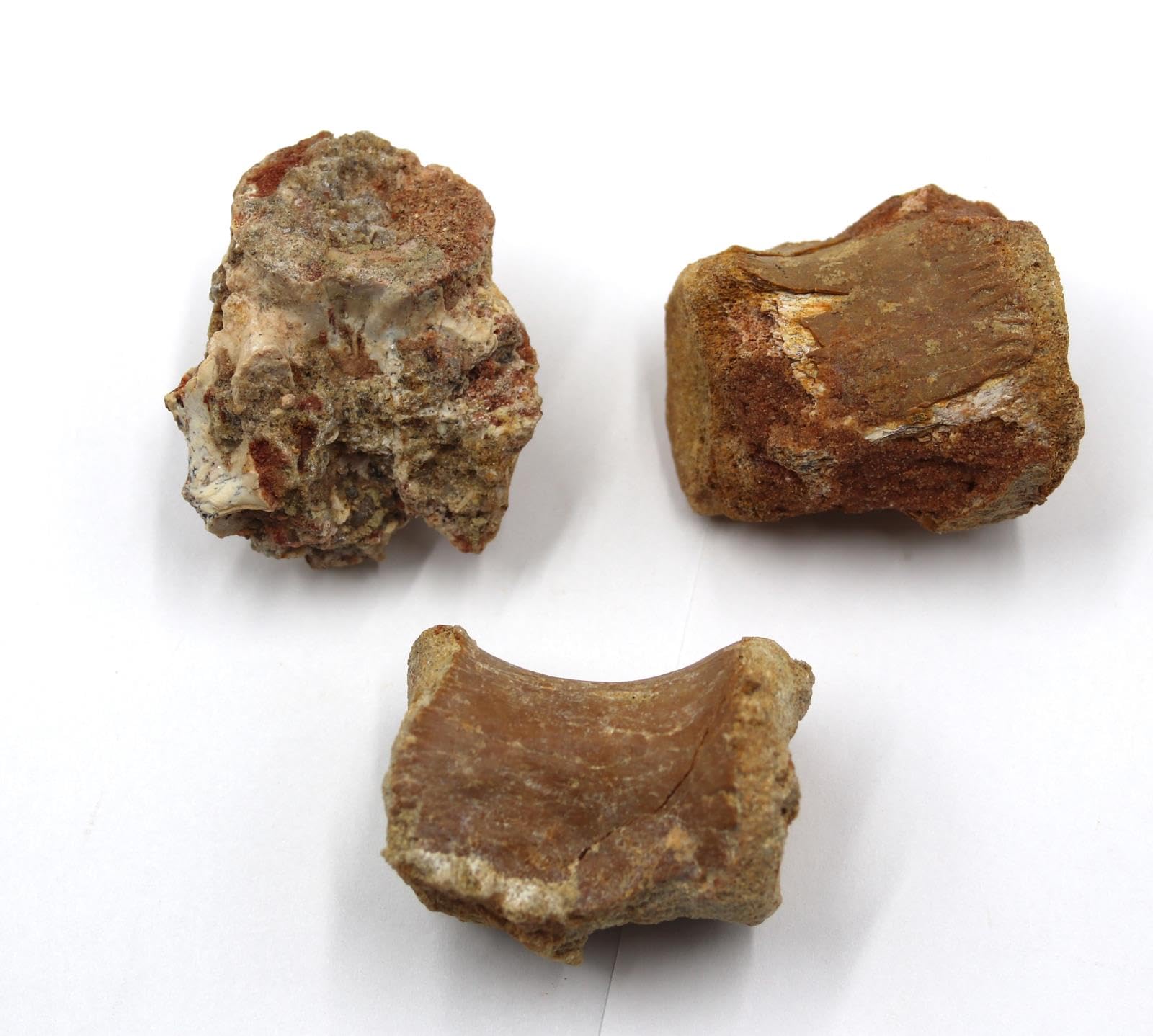 Lot of Fossil Dinosaur Vertebrae KEM KEM Morocco #18180