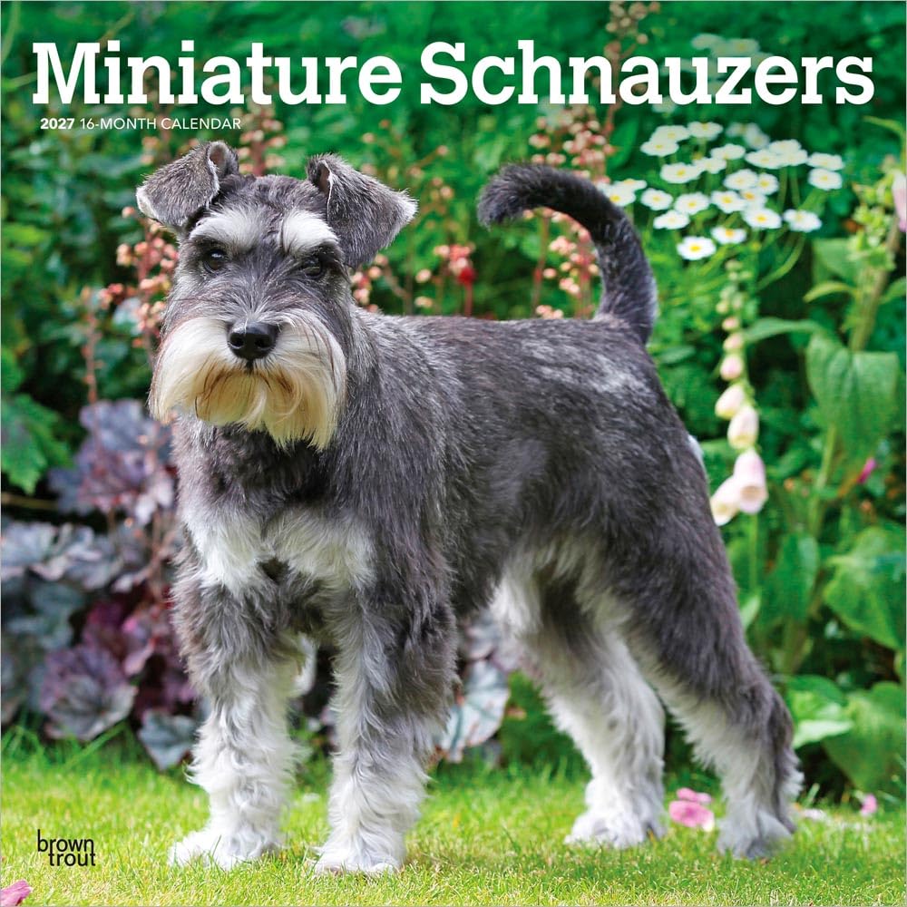 Schnauzers, Miniature 2027 Square Flap: Original BrownTrout-Kalender [Mehrsprachig] [Kalender] (Miniature Schnauzers | 2027 12 x 24 Inch (Hanging) ... | BrownTrout | Animals Small Dog Breeds)