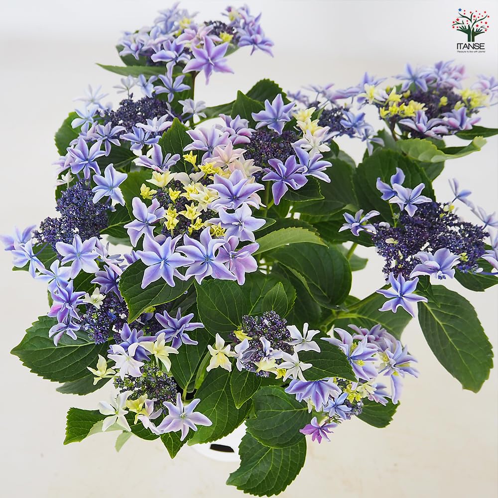 Amazon.co.jp: ITANSE: アジサイ・ハイドランジア