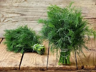 SeedsUA: Seeds Dill Gribovskyi 30 Day Non GMO Heiroom Vegetable for Planting