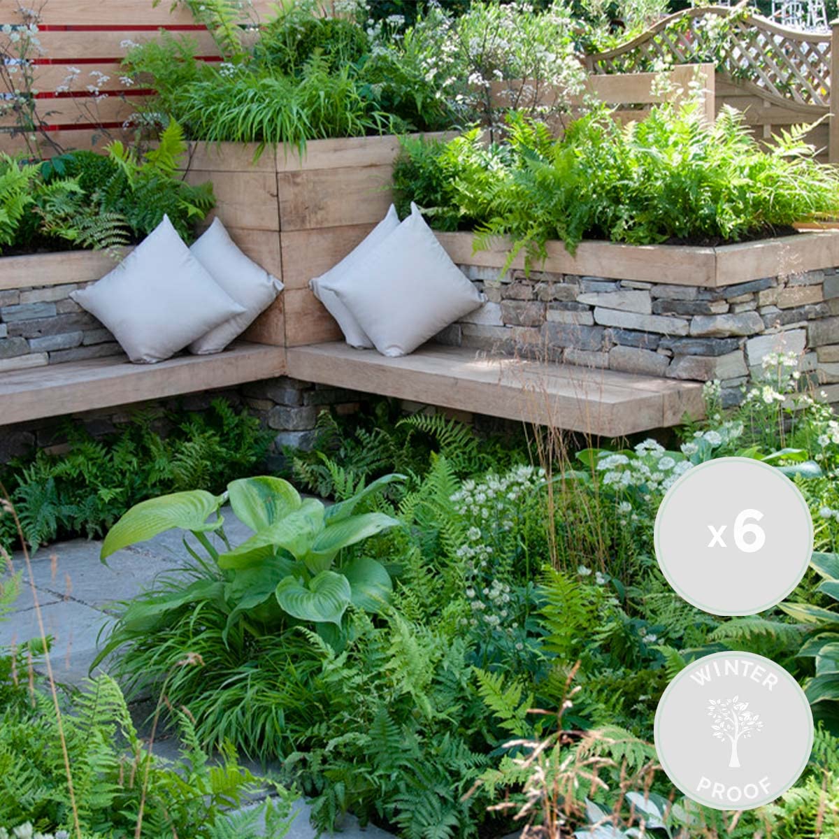 Winterharter Farn Samen - 85 Samen Für Garten, Balkon & Steingarten