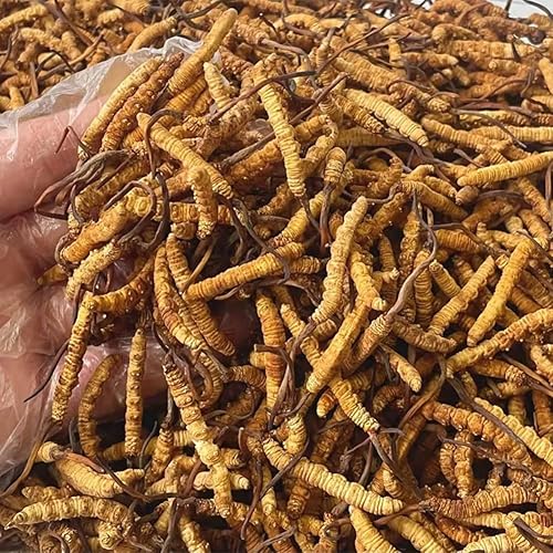 Miniatura 3 de 0.11 oz 100% salvaje Himalaya Cordyceps Sinensis hongo oruga chino Cordyceps Sinensis Cordyceps salvaje, Dong Chong Xia Cao, apoyo de memoria