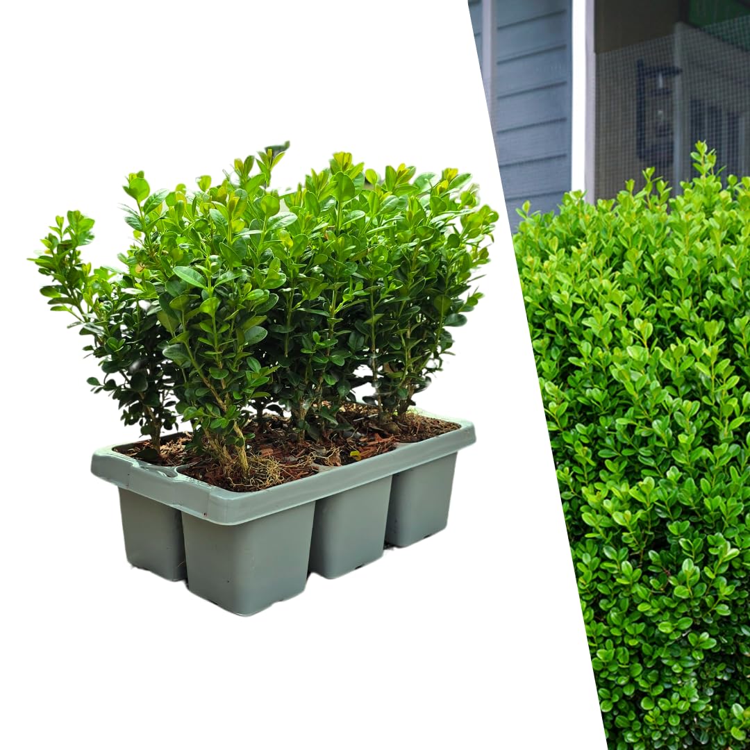 Piante di Bosso Sempreverde, Foglie Verdi, per Siepi, Set da 6, Ø7 cm