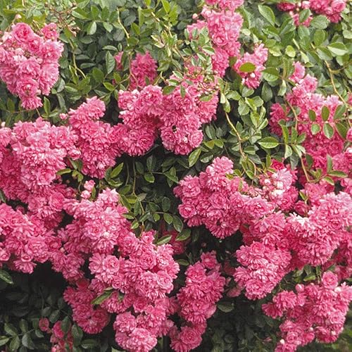 Miniatura 3 de Heirloom Roses Planta de rosas - Super Dorothy Rosa Rosa Bush, Planta viva de rosa trepadora para plantar al aire libre