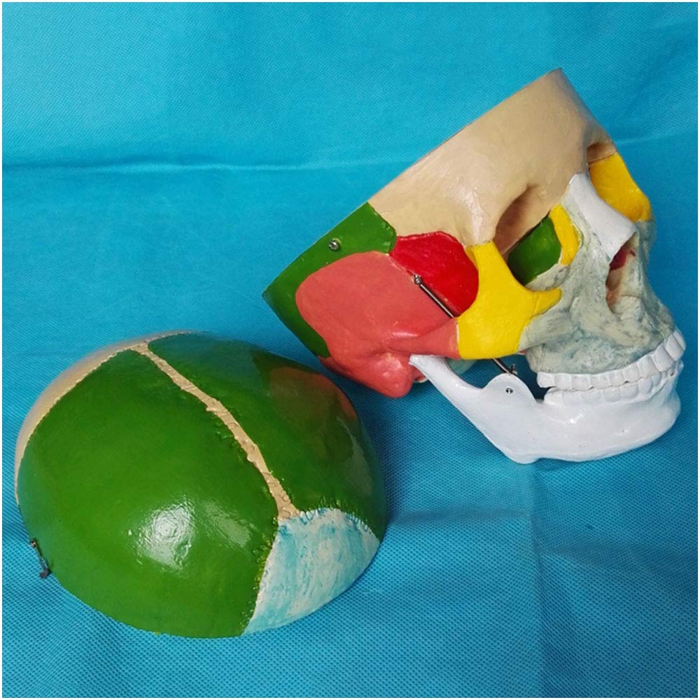 Modele medyczne czaszki w kolorze człowieka,naturalny rozmiar kolorowy ludzki Modele medyczne czaszki,medyczny anatomiczny ludzki Modele medyczne czaszki,materiał PCW,do nauki prezentacji nauczania