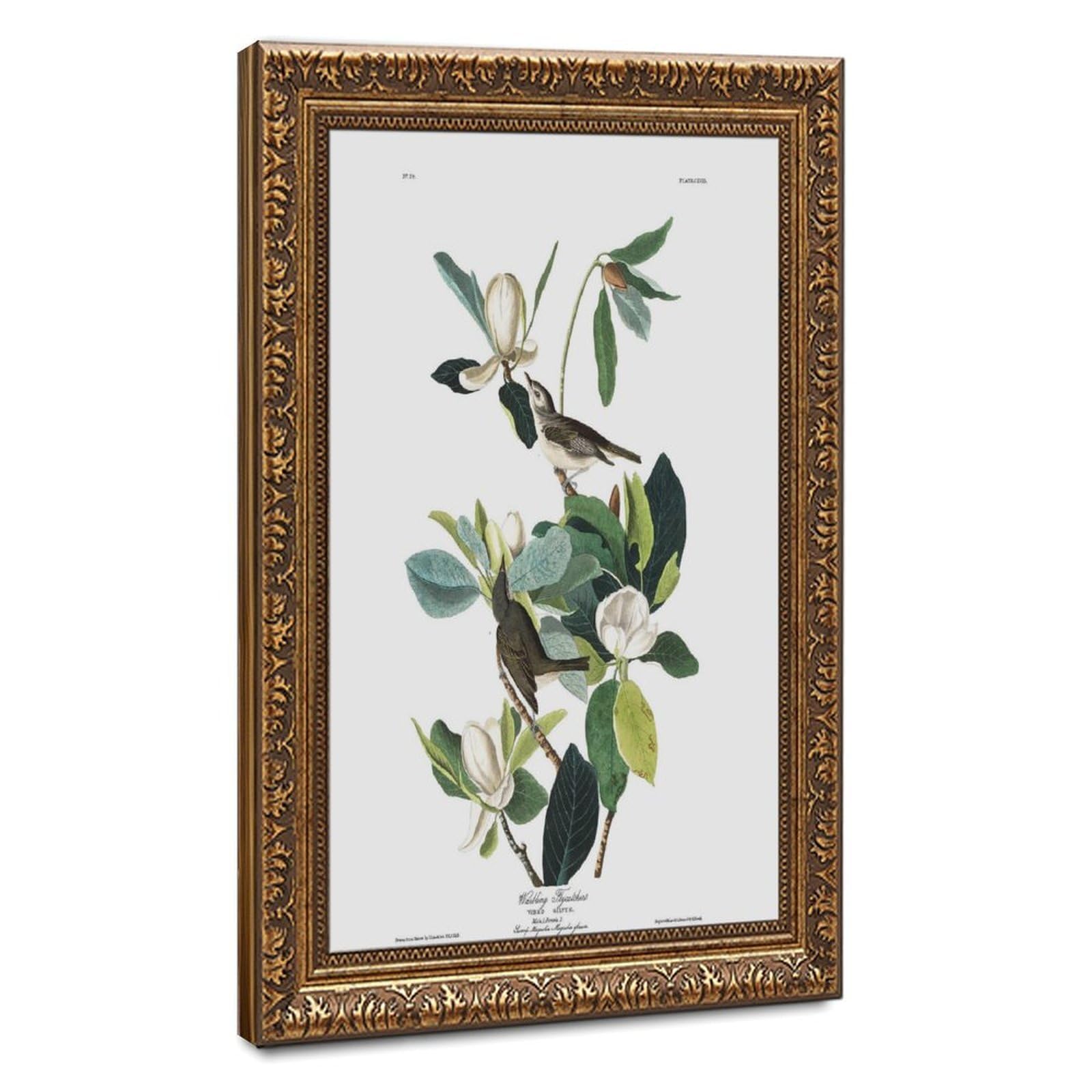 WCYB Warbling Flycatcher by John James Audubon Posters Prints Canvas Deco Paintings Wall Art Hangable Frame 8" L X 12" W