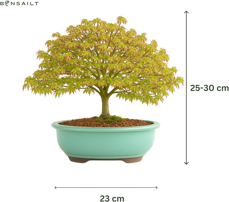 Kiyohime Ahorn Bonsai  Acer palmatum  Japanischer Fcherahorn in 23 cm  Schale  Kompakt & Laubwechselnd  Premium Echtpflanze  Indoor/Outdoor   Herbstfrbung : Amazon.de: Garten