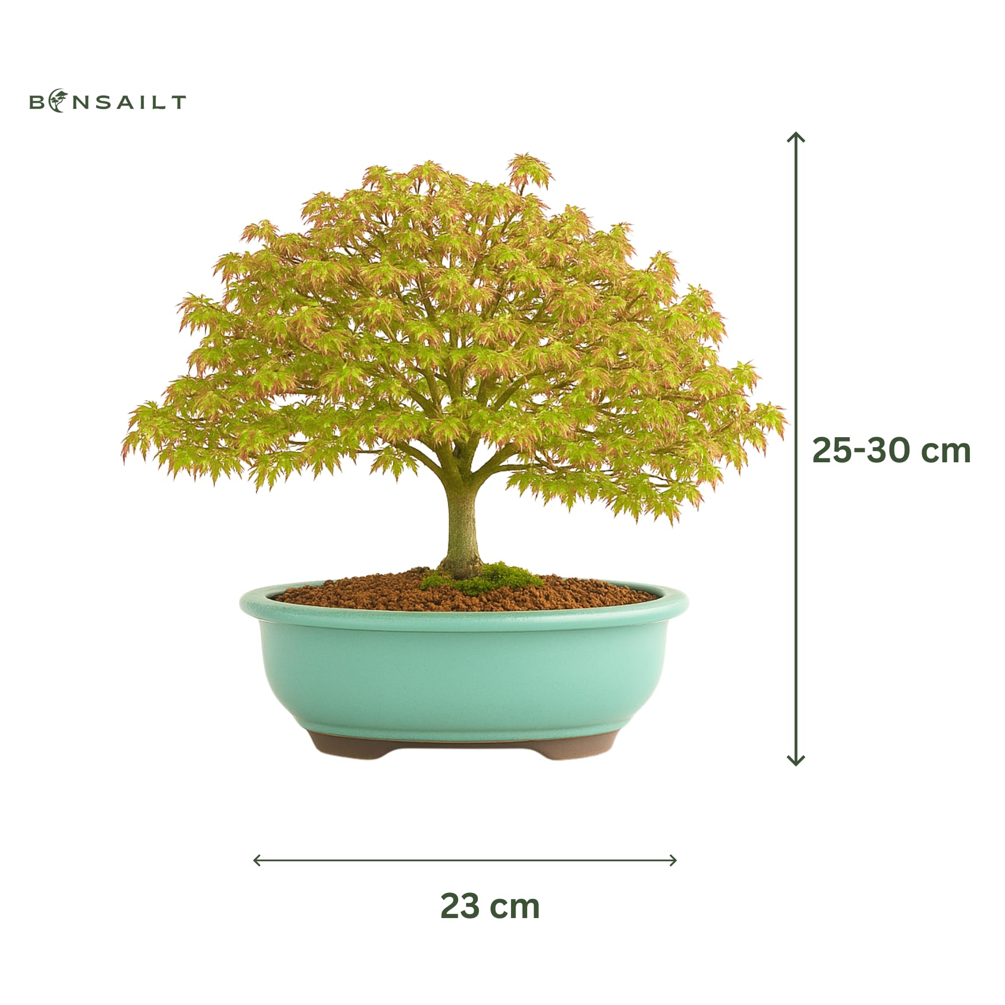 Kiyohime Ahorn Bonsai  Acer palmatum  Japanischer Fcherahorn in 23 cm  Schale  Kompakt & Laubwechselnd  Premium Echtpflanze  Indoor/Outdoor   Herbstfrbung : Amazon.de: Garten