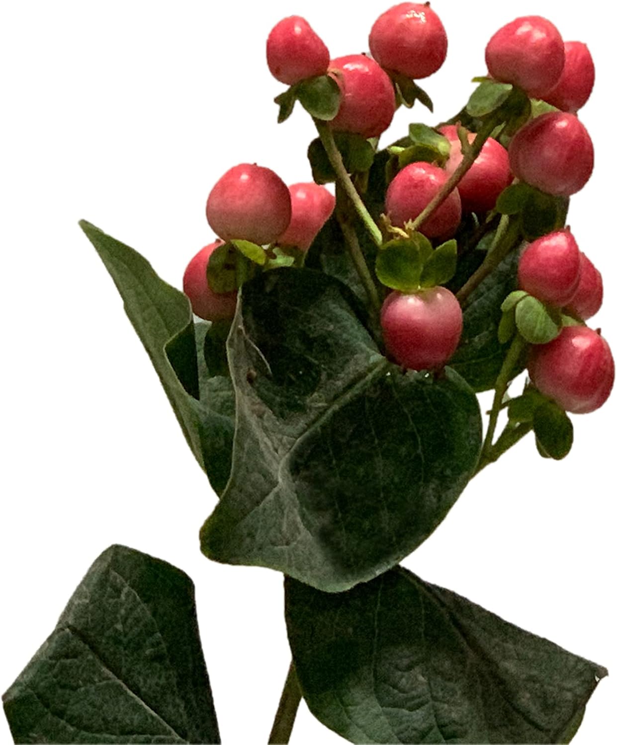 Fresh Cut Hypericum assorted colors (3)