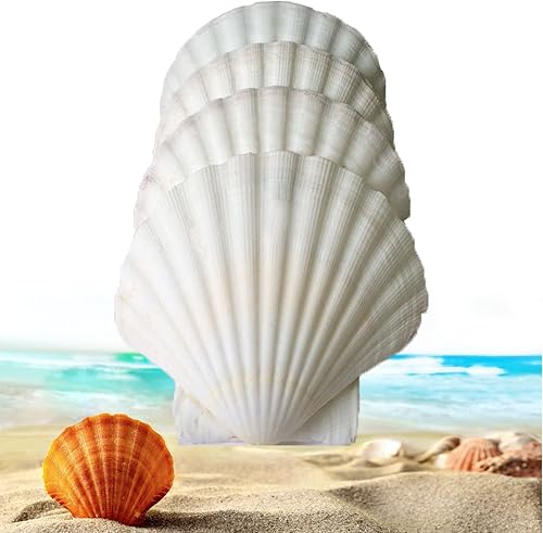 21 conchas marinas grandes para hornearservir alimentos, almeja natural de 2.8 a 3.1 pulgadas para manualidades, decoración, conchas marinas de