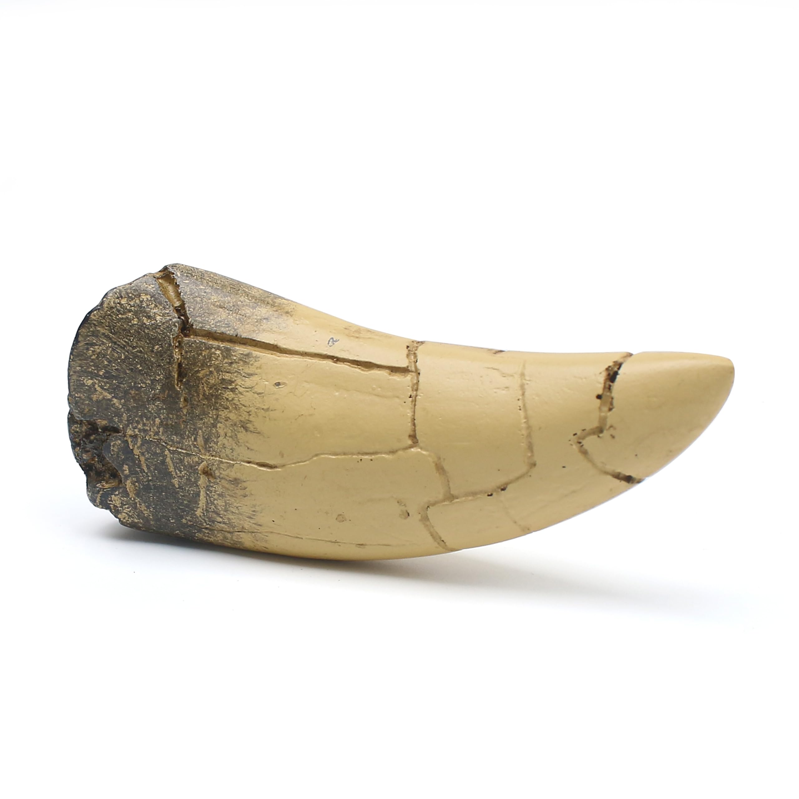 T rex Tooth, Dinosaur Teeth, Resin Tyrannosaurus Toothy Direct Cast Replica, Mosasaurus Spinosaurus Trex Fossils Model for Necklace, Fossilized