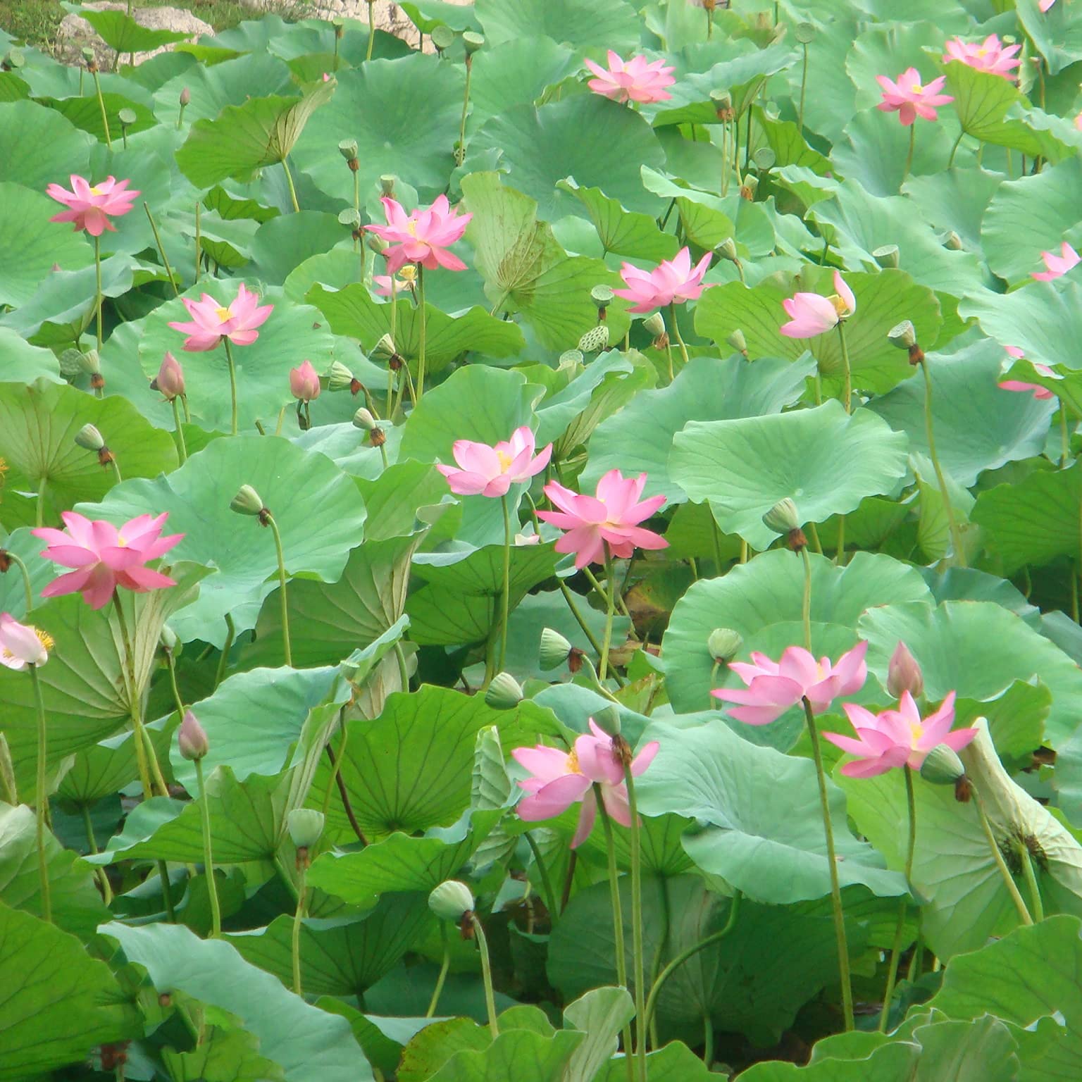 30pcs Perennial Pink Petals of Various Shapes Lotus Seeds Easily