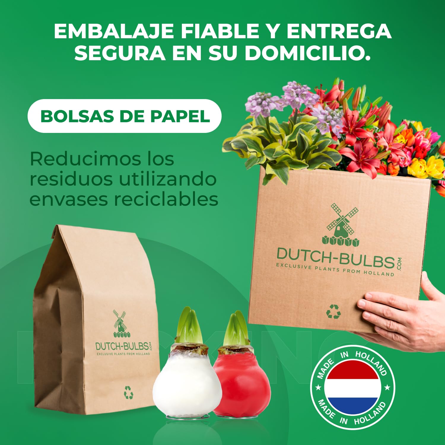 Colección de dos bulbos de amarilis encerados en blanco y rojo