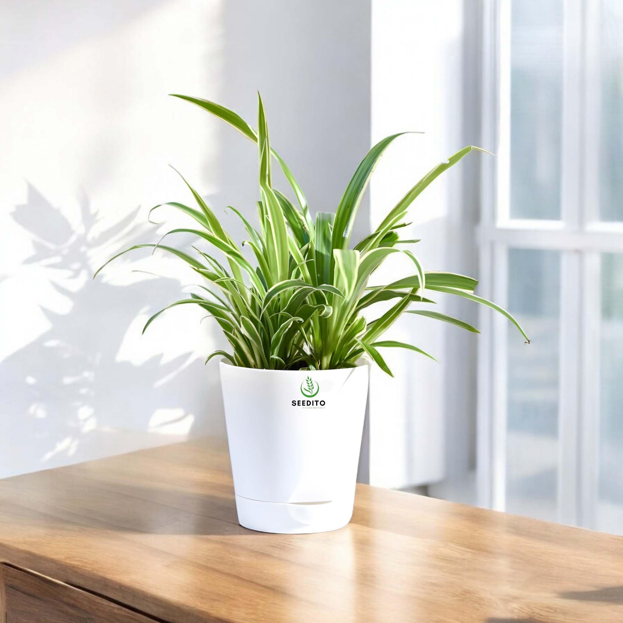 SEEDITO Spider Live Plant For Home Decor with Self Watering Pot (Indoor Pack Of 1) (B0CPVTXHBY) Amazon Price History, Amazon Price Tracker