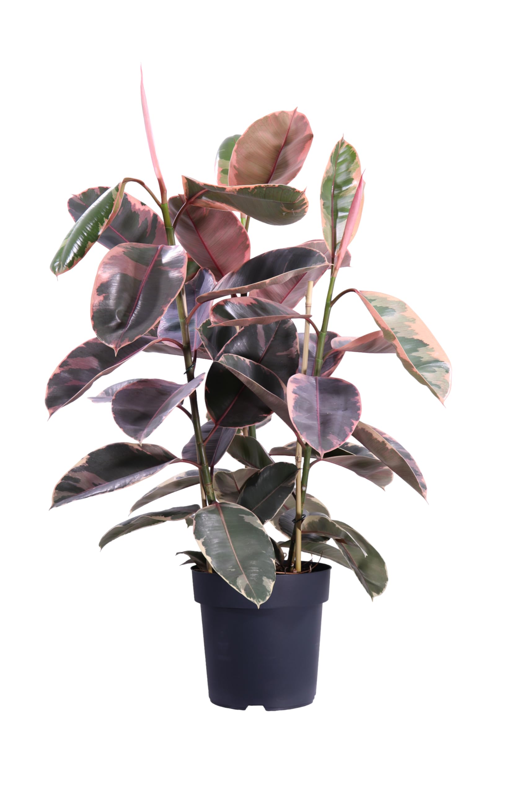 Pianta vera di Ficus Elastica Belize ornamentale tropical variegata da appartamento da arredo interno venduta da eGarden.store (Vaso 25 cm)