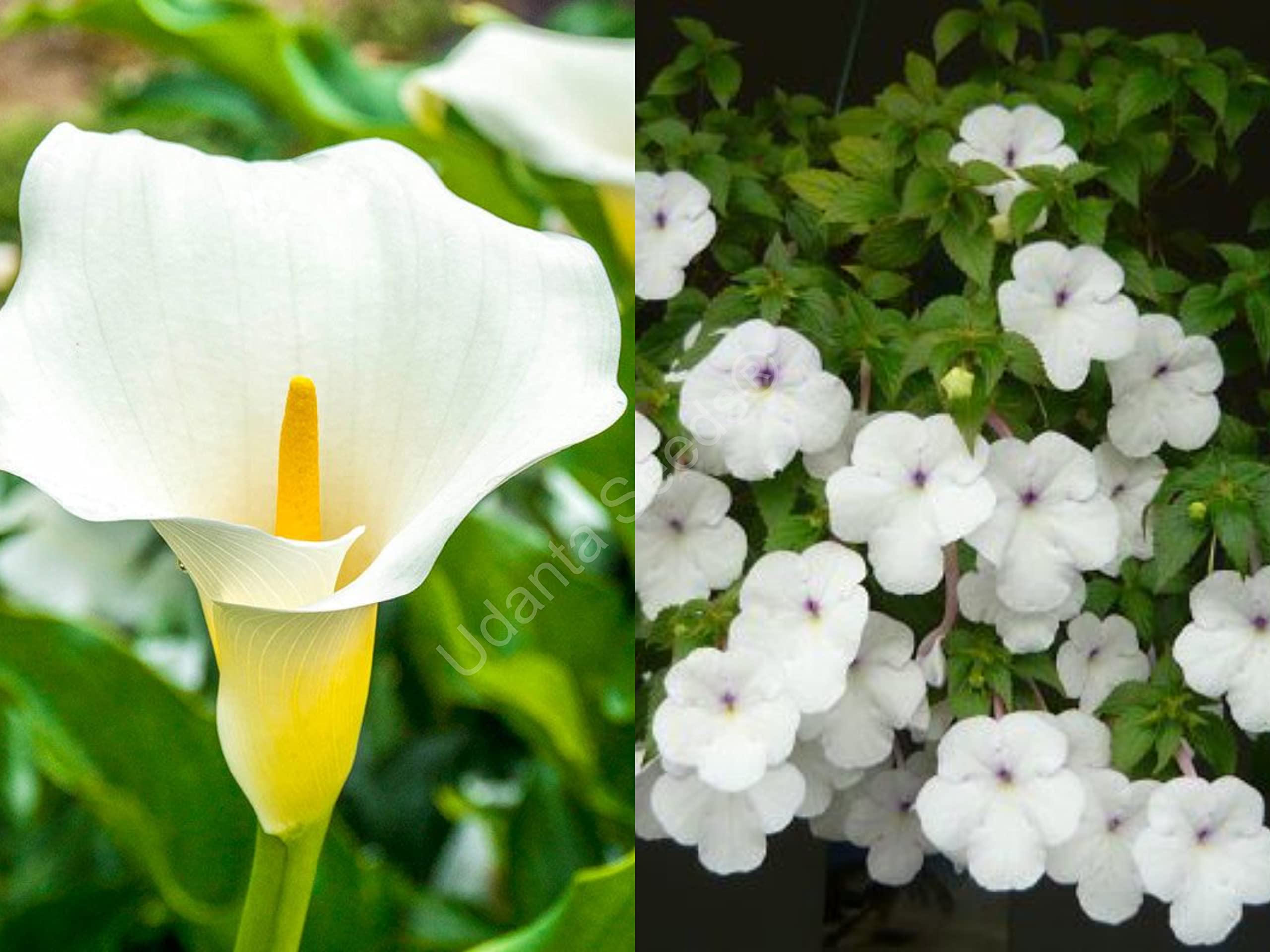 Seeds Achimenes & Calla lily White Flower Bulbs Pack Of 4 Each For Summer Gardening