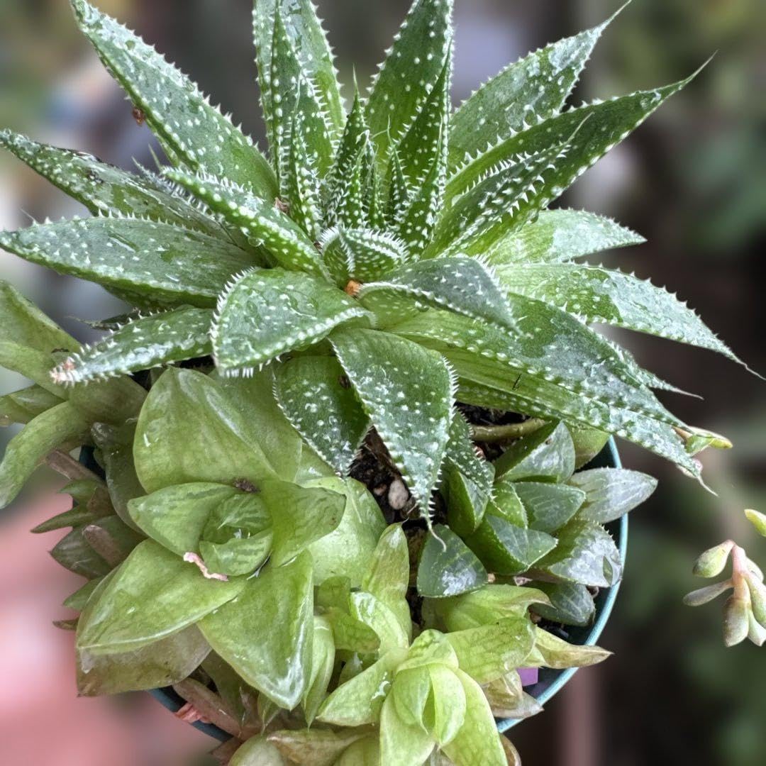 おまかせ100苗セット 多肉植物 ミニサボテン 抜き苗 おまかせ 100個