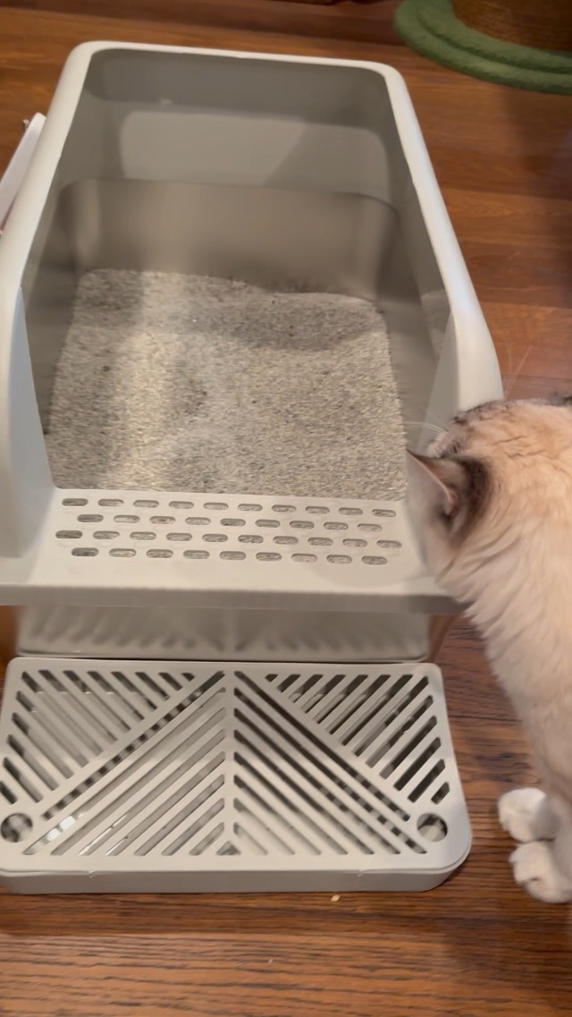 Watch Best litter box to maintain a clean house! Honest review on ...
