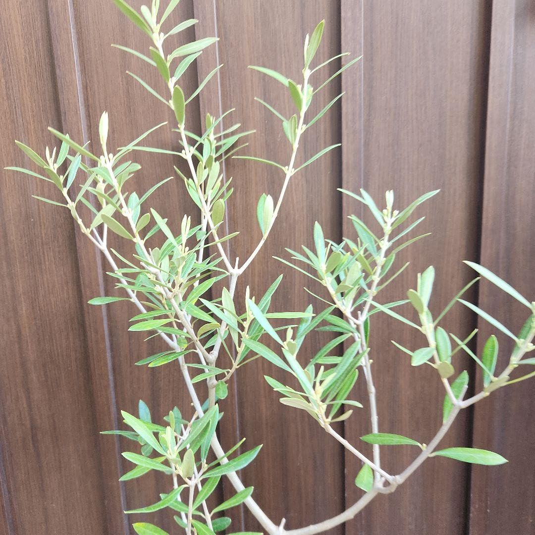 オリーブの木 　エルグレコ　テラコッタ鉢植え　苗　シンボルツリー Amazon.co.jp: オリーブの木 エルグレコ テラコッタ鉢植え 苗 シンボル