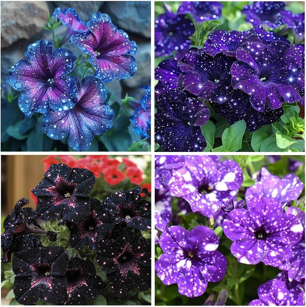 500 Starry Sky Petunia Seeds - Dreamy Variegated Multi-Color Blooms, Trailing Plant for Balcony...