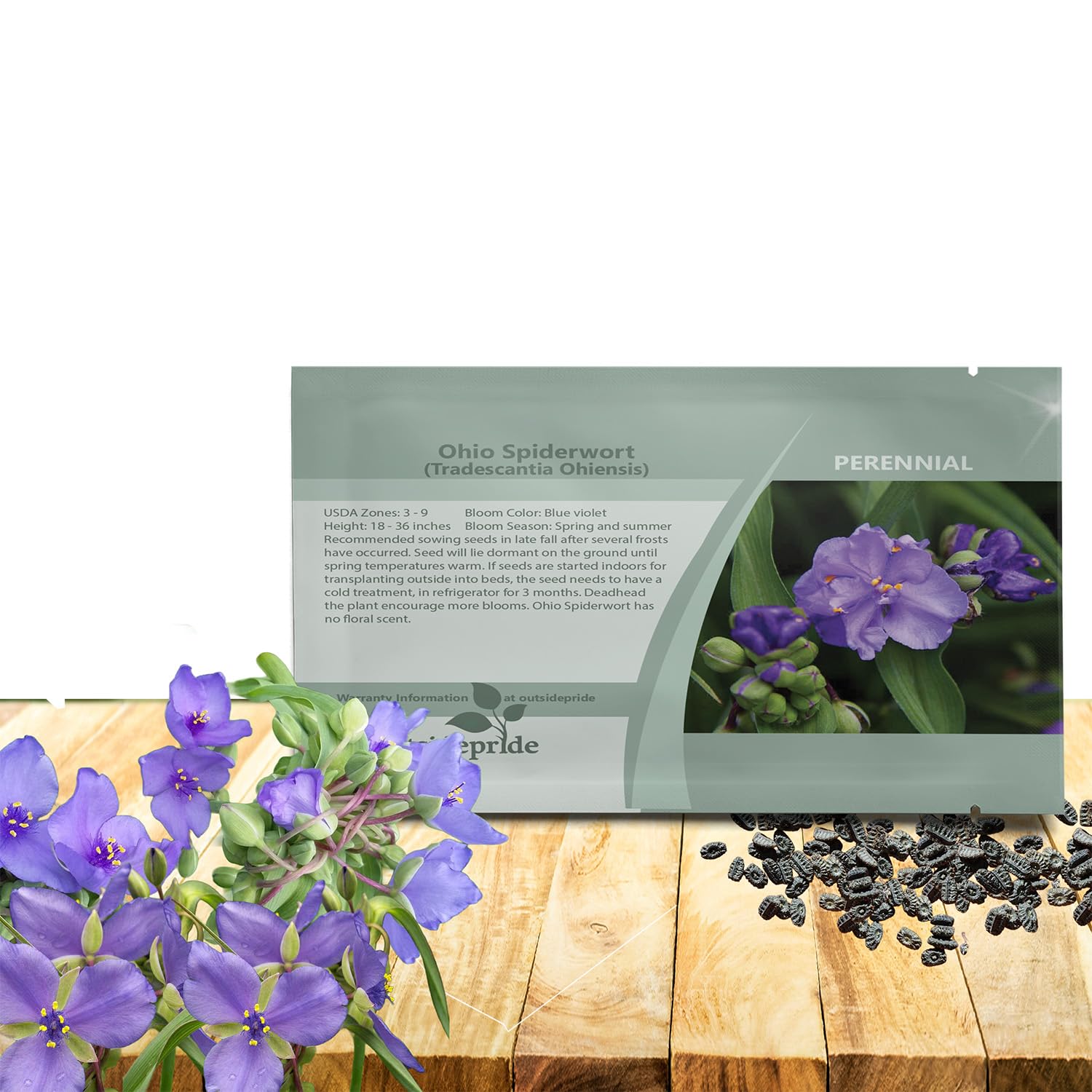 Amazon.com : Outsidepride Spiderwort Seeds - 1000 Pcs. Perennial