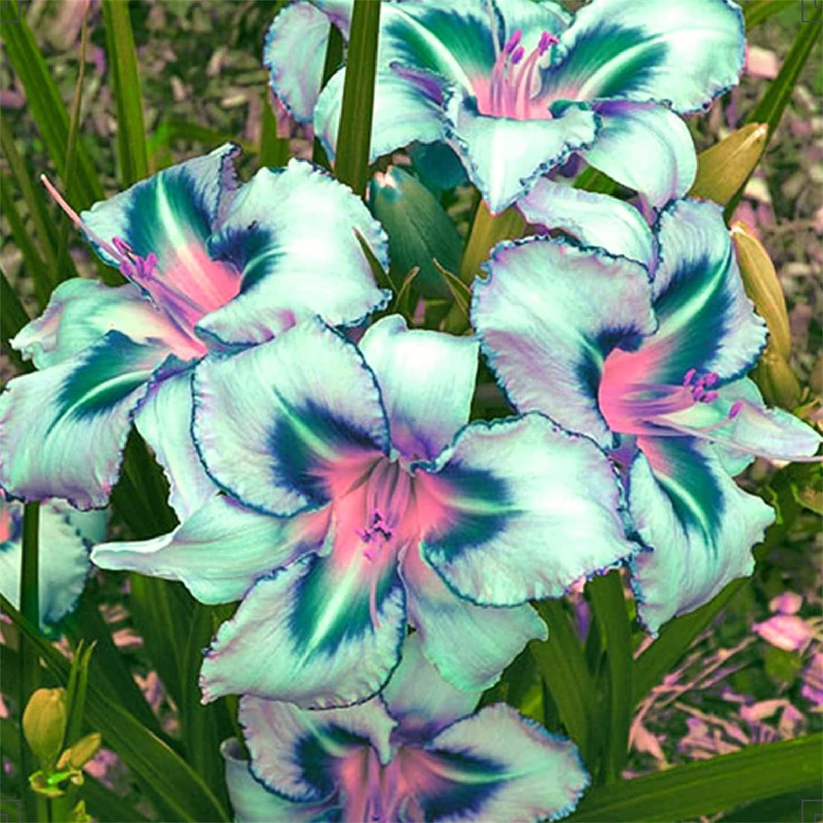 Golden Jade Carving, Daylily Rhizome. Perennial for Garden Planting/That Grow Fast, Daylily Bulbs Hemerocallis Bulbs for Planting Now UK, 5Bulbs-A
