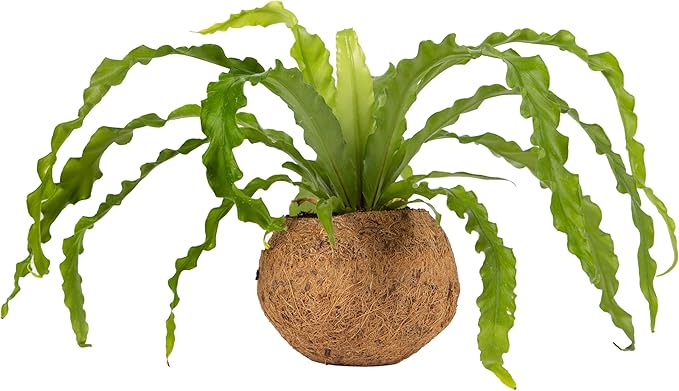 Better-GRO 17” Hanging Kokodama with Birds Nest Fern - Biodegradable,