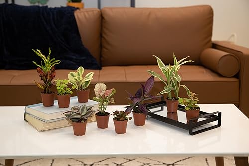 Miniatura 5 de Costa Farms Mini plantas de interior paquete de 6 plantas de interior vivas fáciles de cultivar en macetas de guardería elección del cultivador con