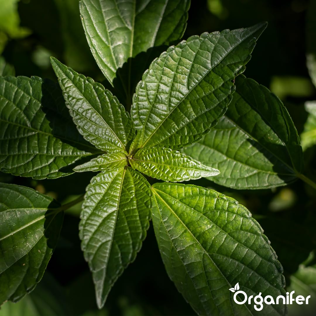Fertilizante Líquido - 10L - Para Planta Verde - NPK 2-1-8 | Crecimiento Saludable Y Plantas Robustas - Organifer