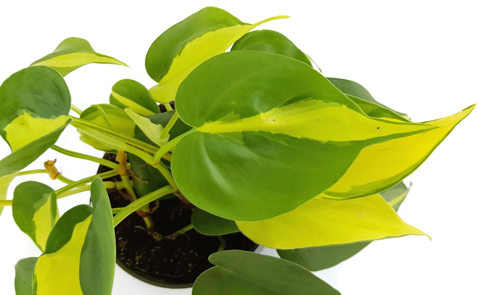 Limonengrner Baumfreund Philodendron Scandens BRAZIL - kletternde, oder  hngende Zimmerpflanze - leicht zu pflegen : Amazon.de: Garten