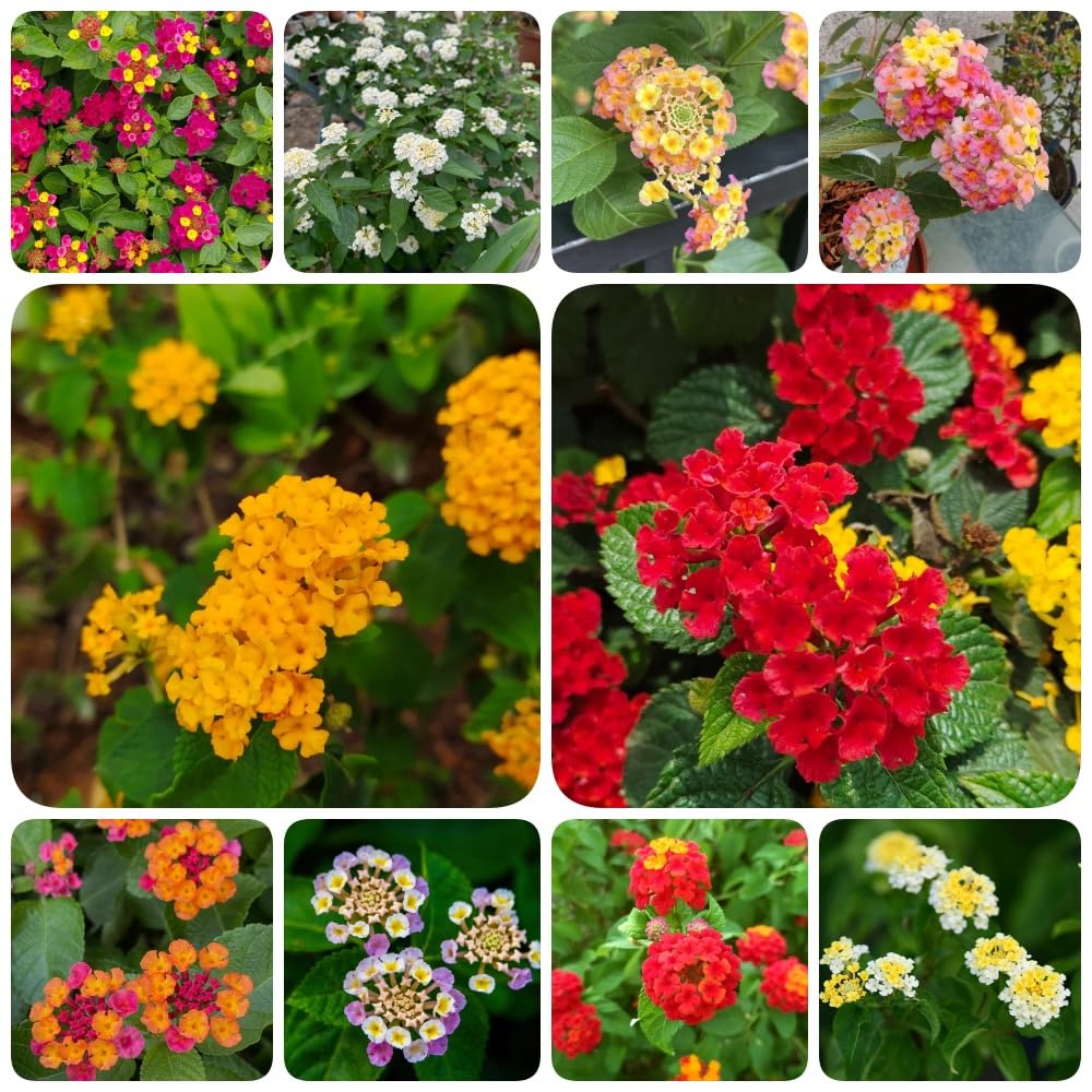 Semillas de lantana - semillas de silvestres resistentes para el jardín de balcón resistentes 550pcs