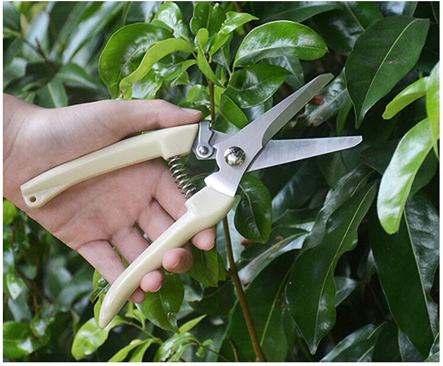 Forbici da potatura, cesoie per Alberi, Forbici da Giardino Multifunzione per Rami, Fiori, Rose, Frutta, Piante, Bonsai
