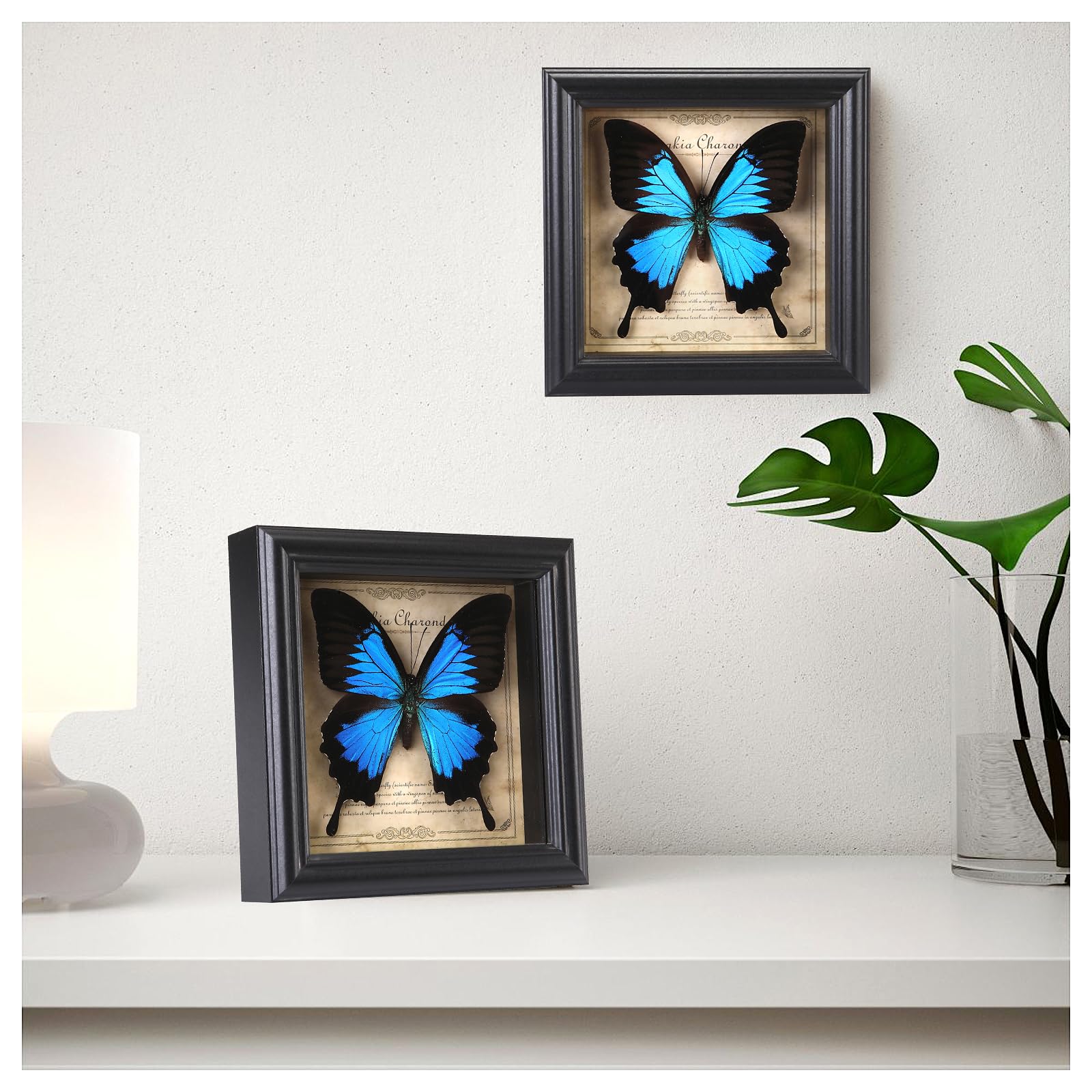 Marco de fotos de espécimen de mariposa, caja de sombra de mariposa real (mariposa de golondrina celestial)