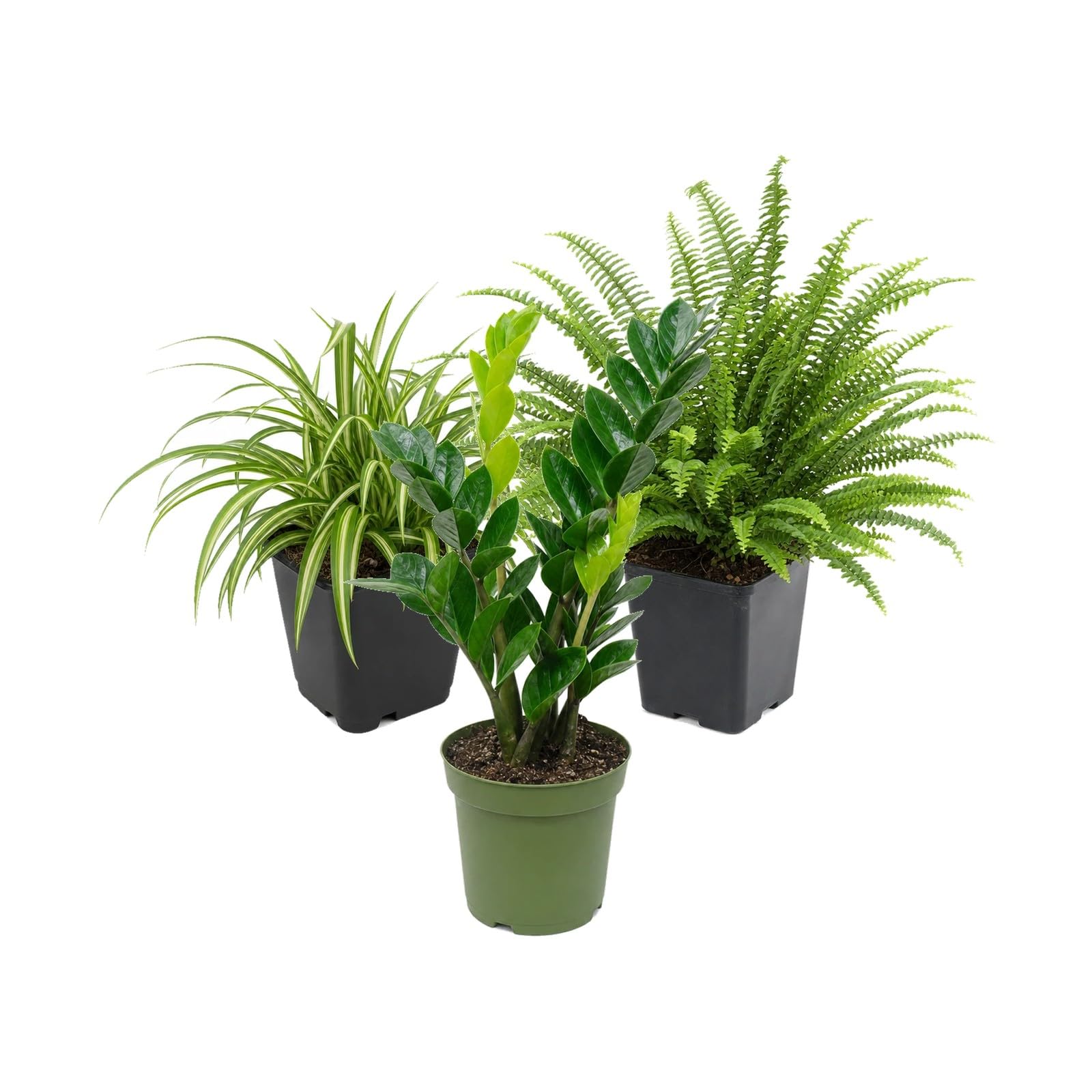 Cinta, Helecho de Boston y Zamioculca, Pack 3 Plantas de Interior DECOALIVE