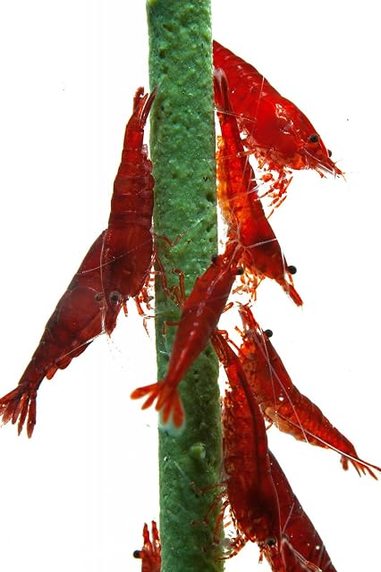 Foto 3 de 4 de natural eholic - Gamba piruleta,, Popeye - spinat ' - Forro Gamba 1 STK. - Gamba Forro/pescado Forro Acuario