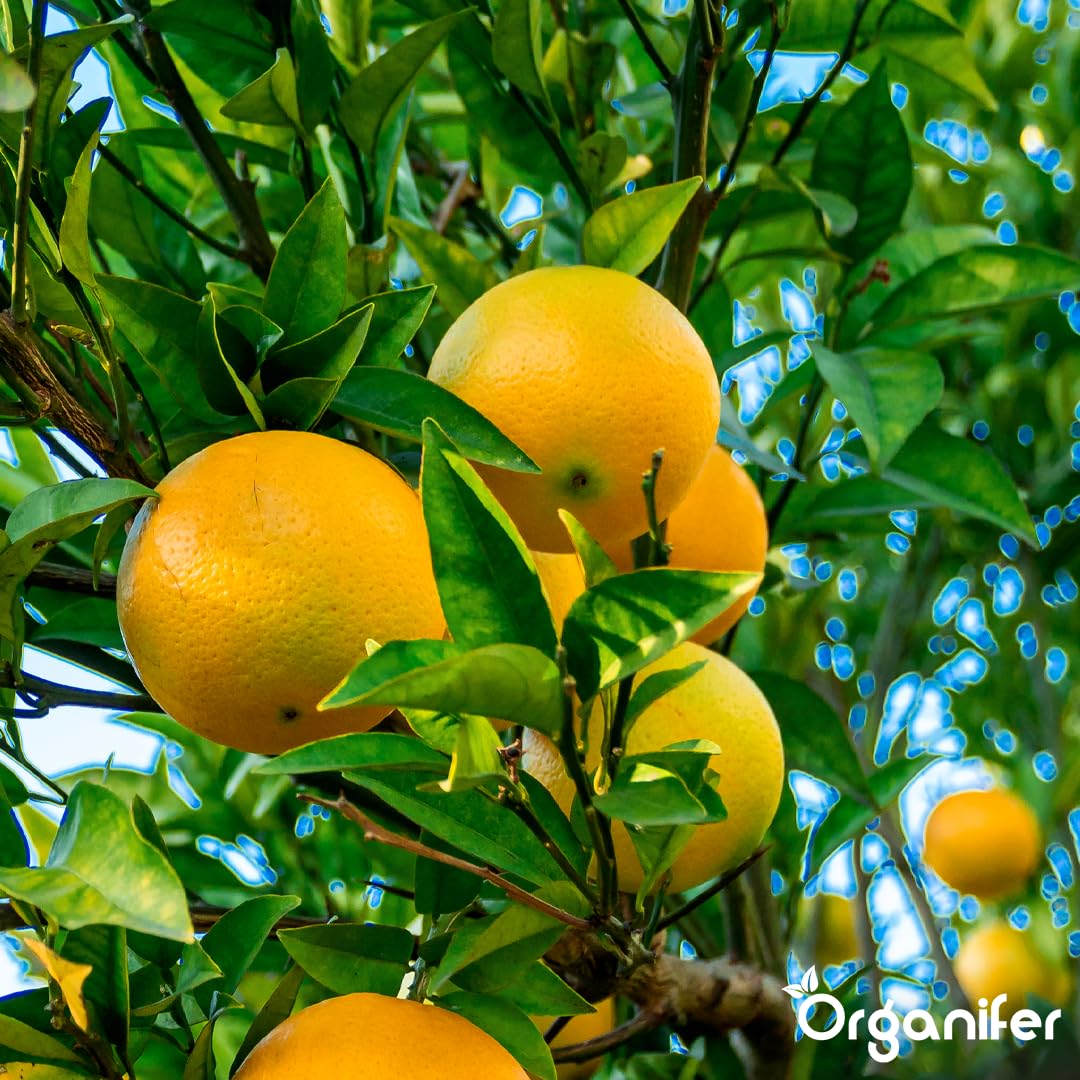 Fertilizante Líquido Para Árbol De Limón - 4x1L - NPK 2-1-8